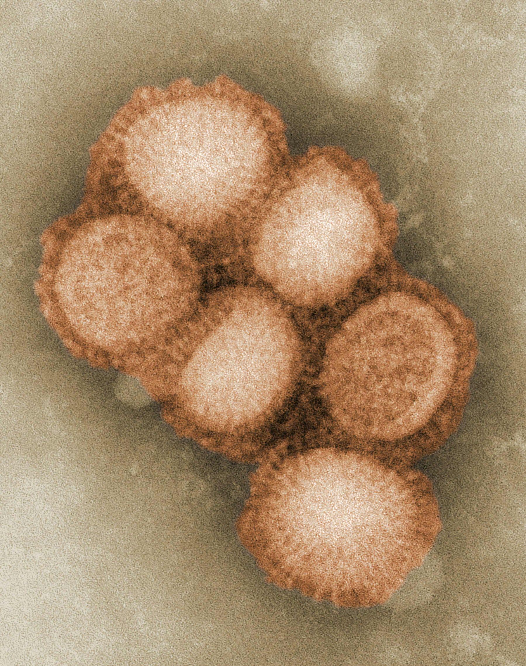 Hyaluronic acid