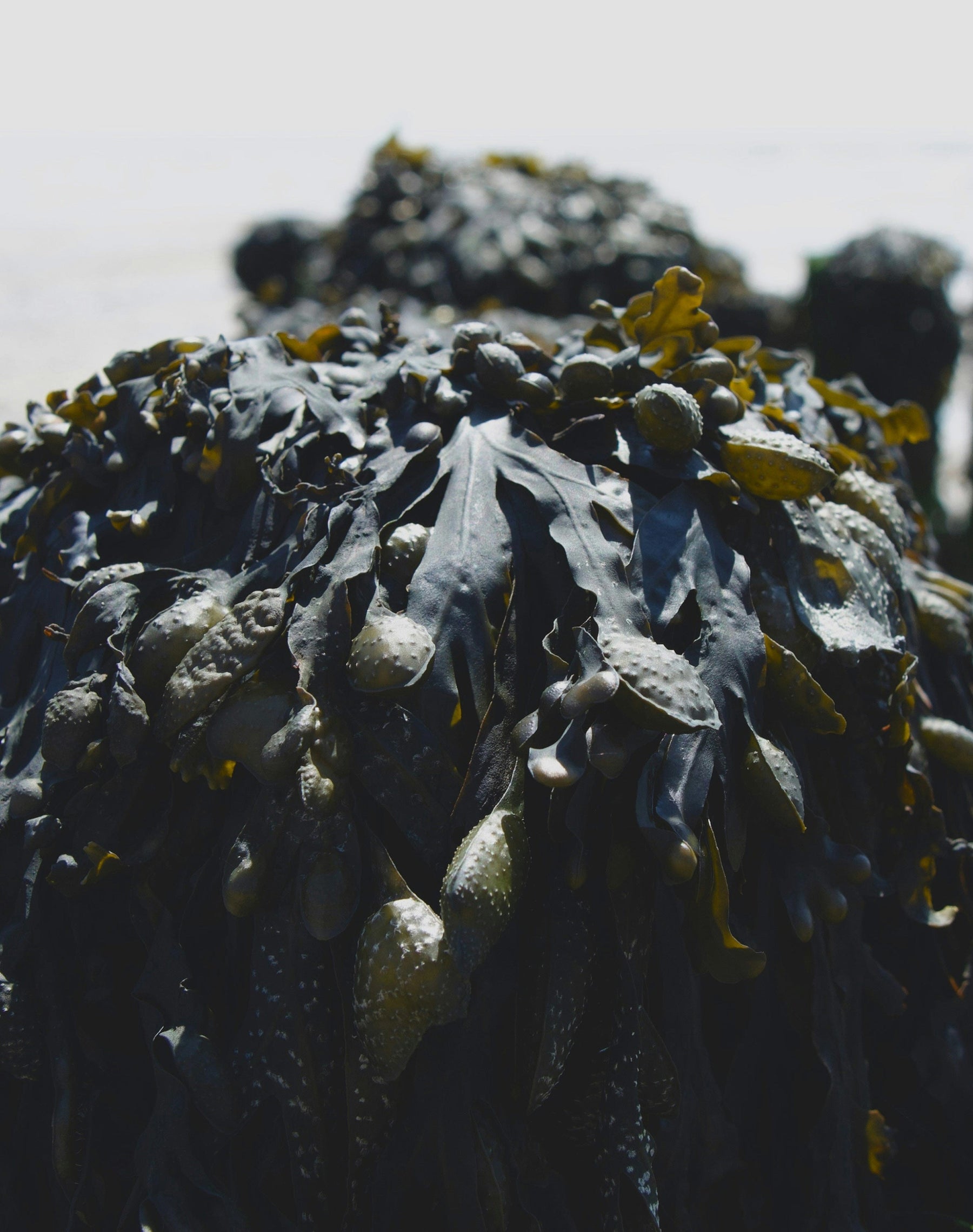 Marine collagen